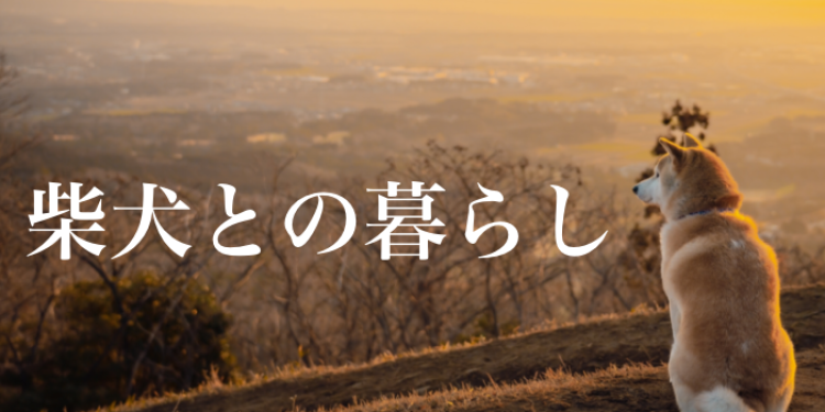 柴犬との暮らし